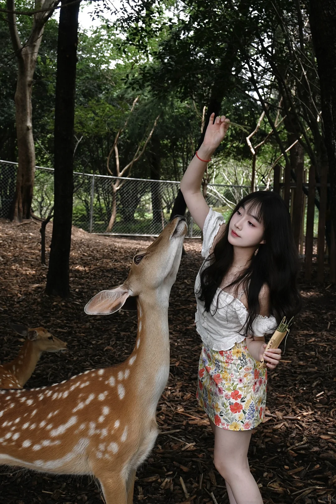 明孝陵免费得起早！！（不花钱看鹿🦌攻略）