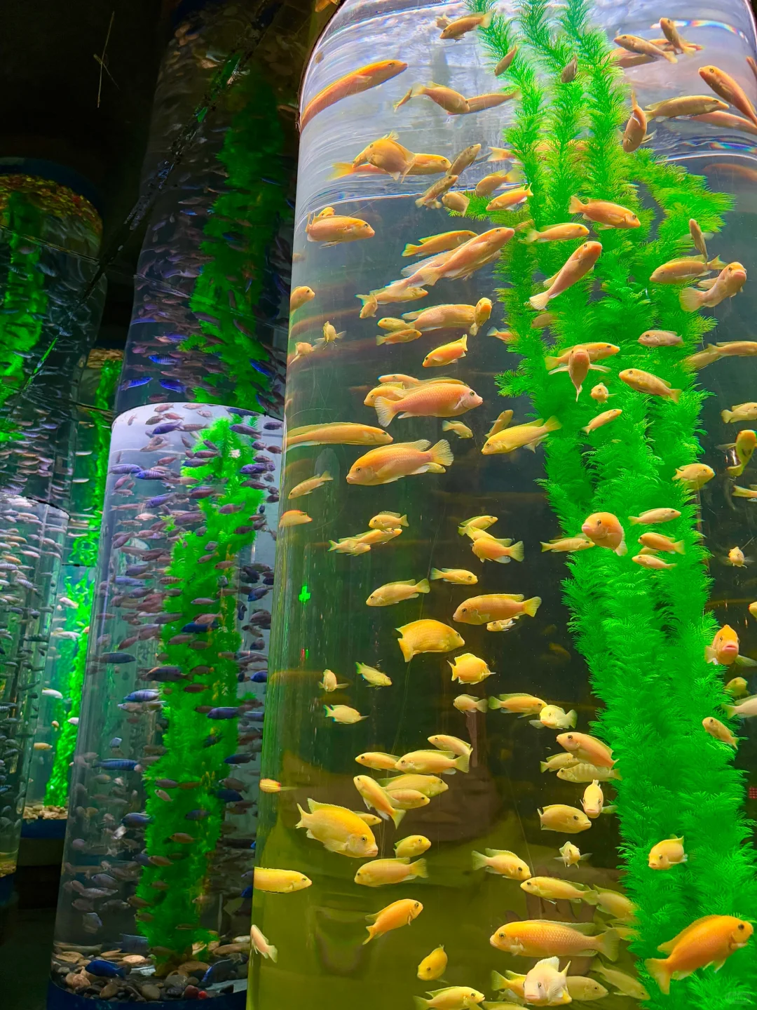 🌟郑州银基动物王国一日游超全攻略来啦！🌟