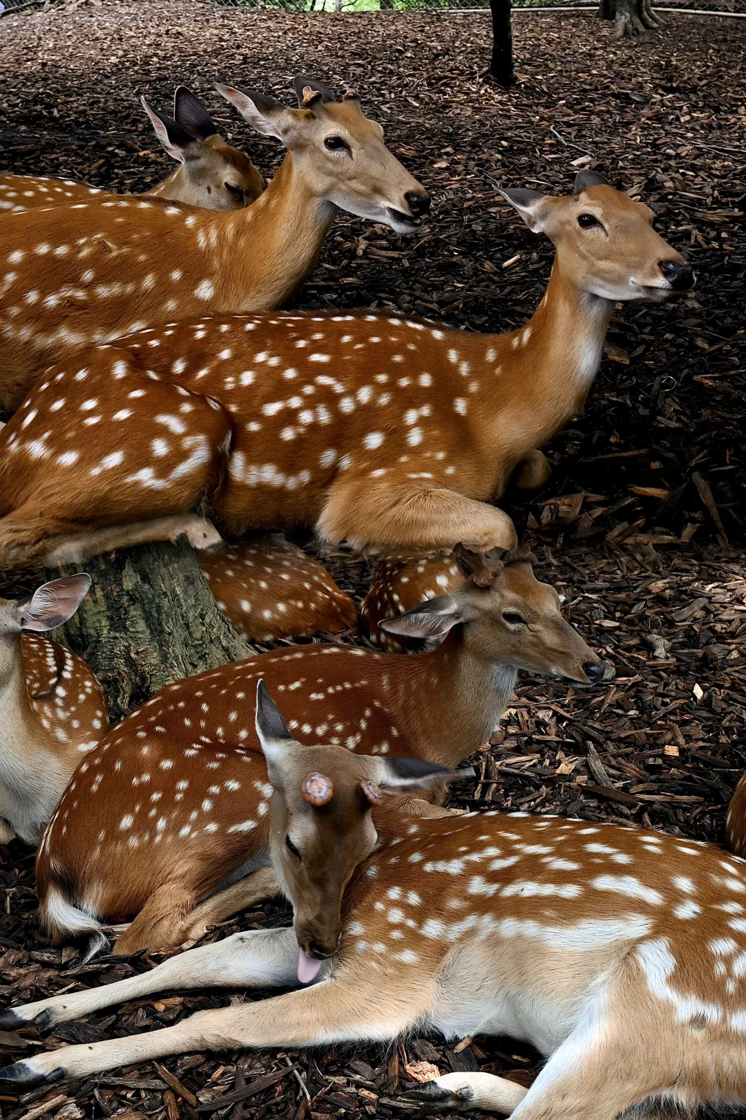 明孝陵免费得起早！！（不花钱看鹿🦌攻略）