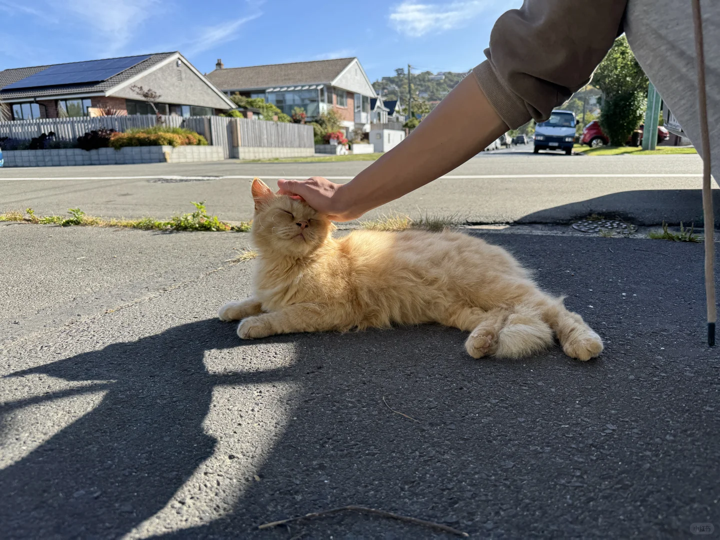 新西兰但尼丁五分景点--友好的橘猫