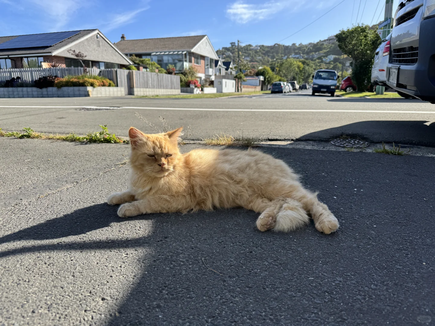 新西兰但尼丁五分景点--友好的橘猫