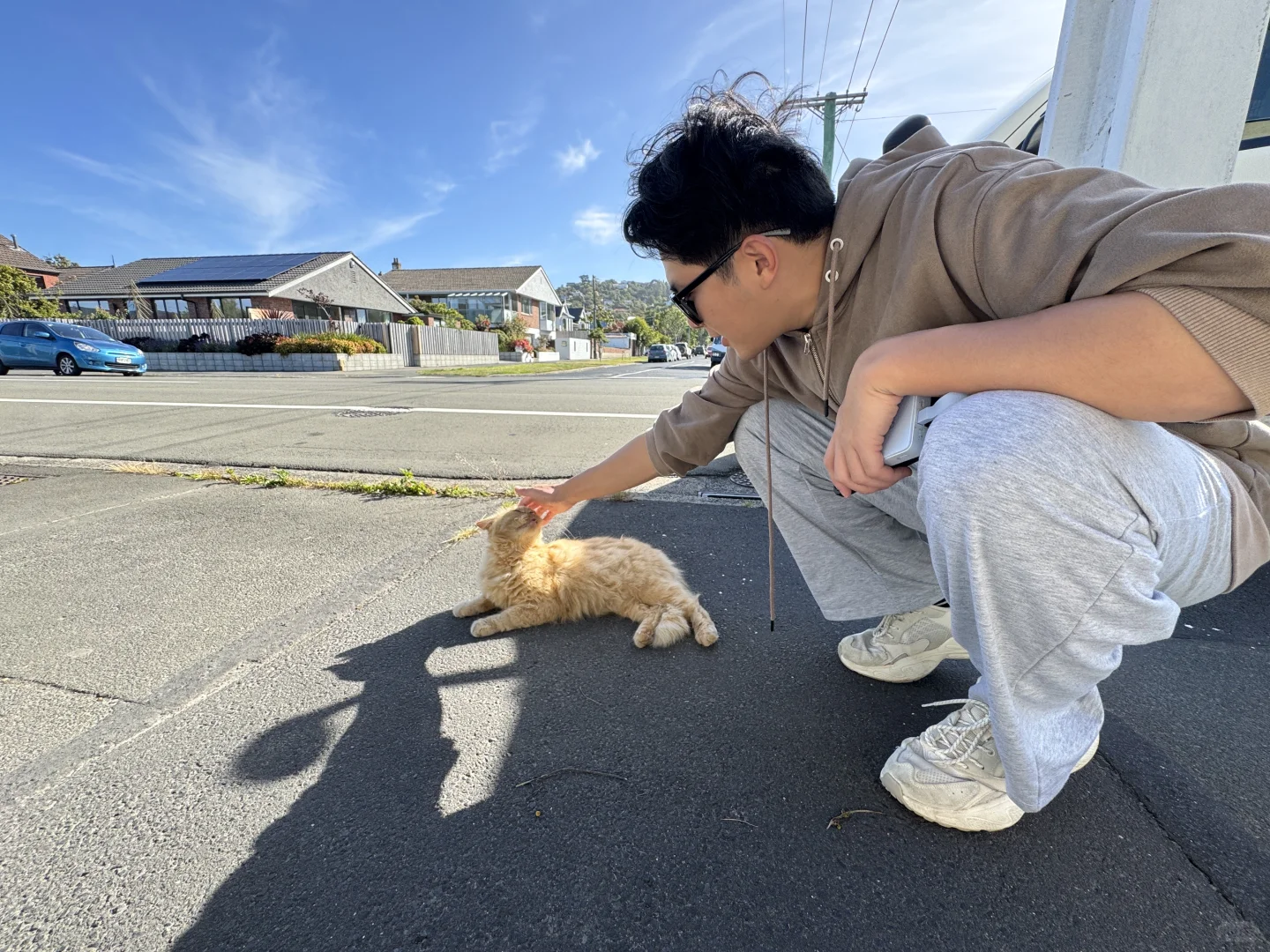 新西兰但尼丁五分景点--友好的橘猫