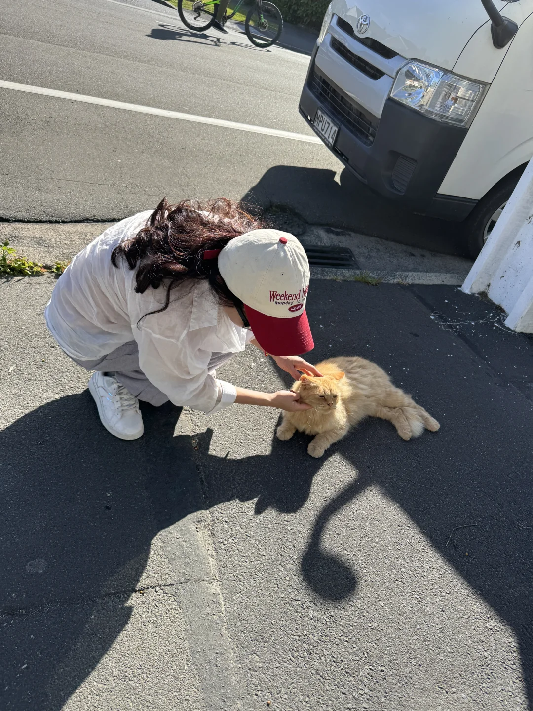 新西兰但尼丁五分景点--友好的橘猫