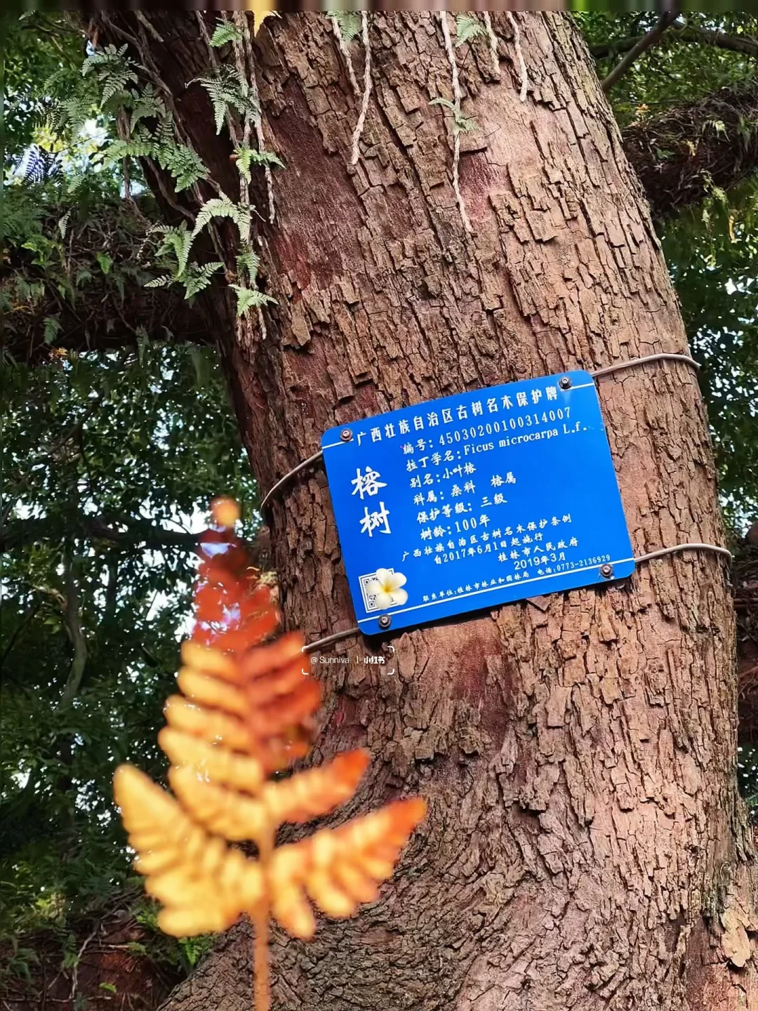 桂林CityWalk打卡9个经典景点🗺️一日游攻略