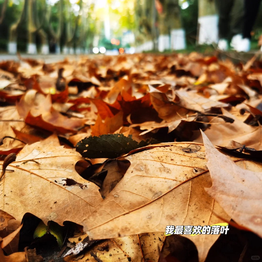 来钟山风景区,必进的帖子❗❗❗