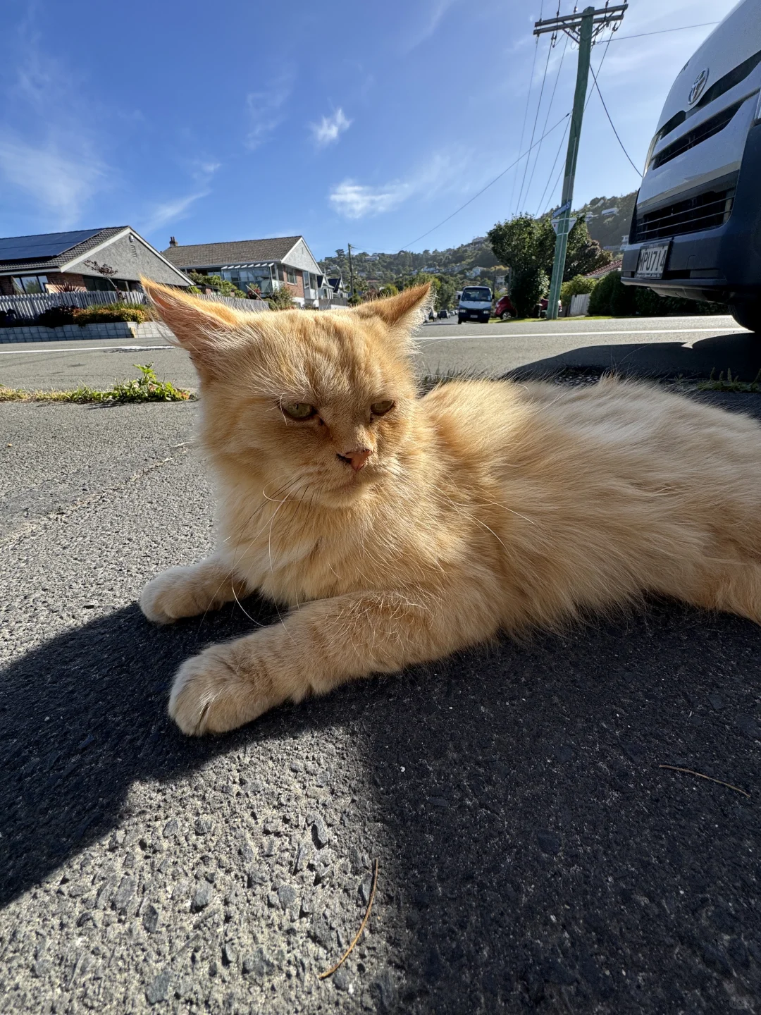 新西兰但尼丁五分景点--友好的橘猫