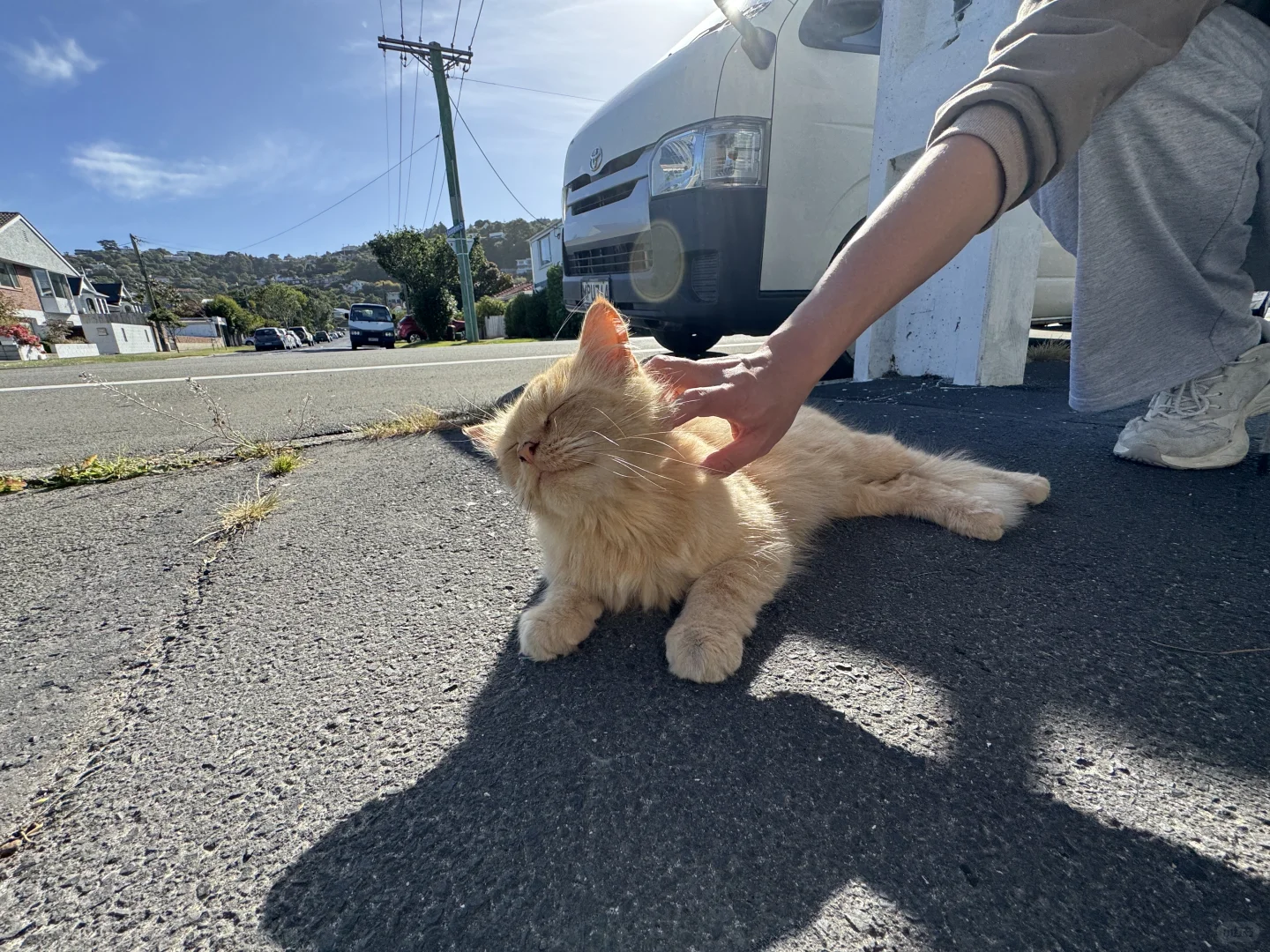 新西兰但尼丁五分景点--友好的橘猫