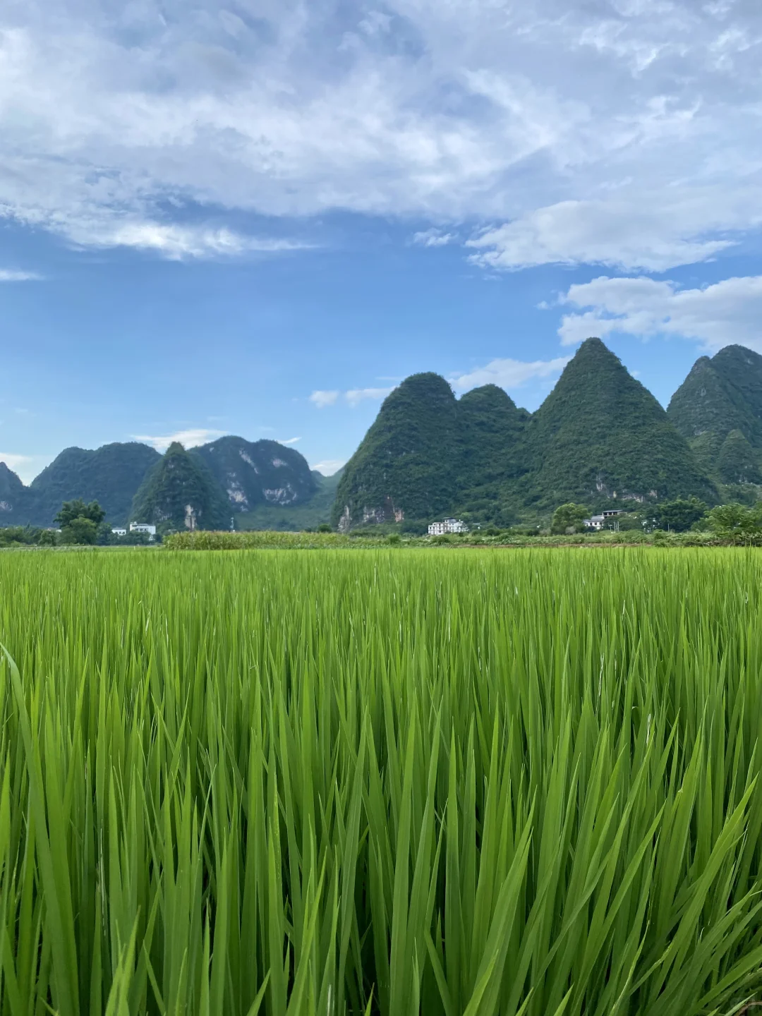 太爱广西了！随手一拍就是画…..