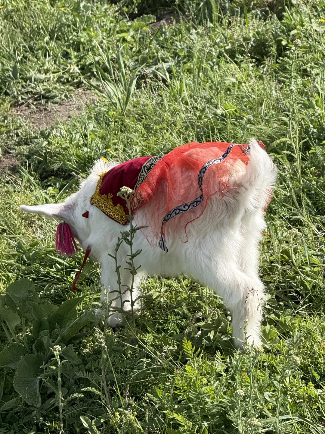 离职勇闯新疆伊犁✈️花费总览人均8k➖