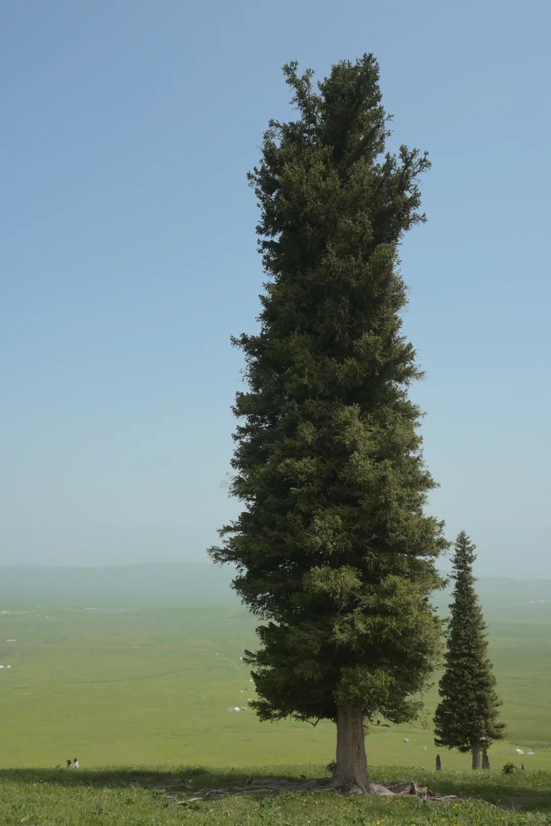 离职勇闯新疆伊犁✈️花费总览人均8k➖