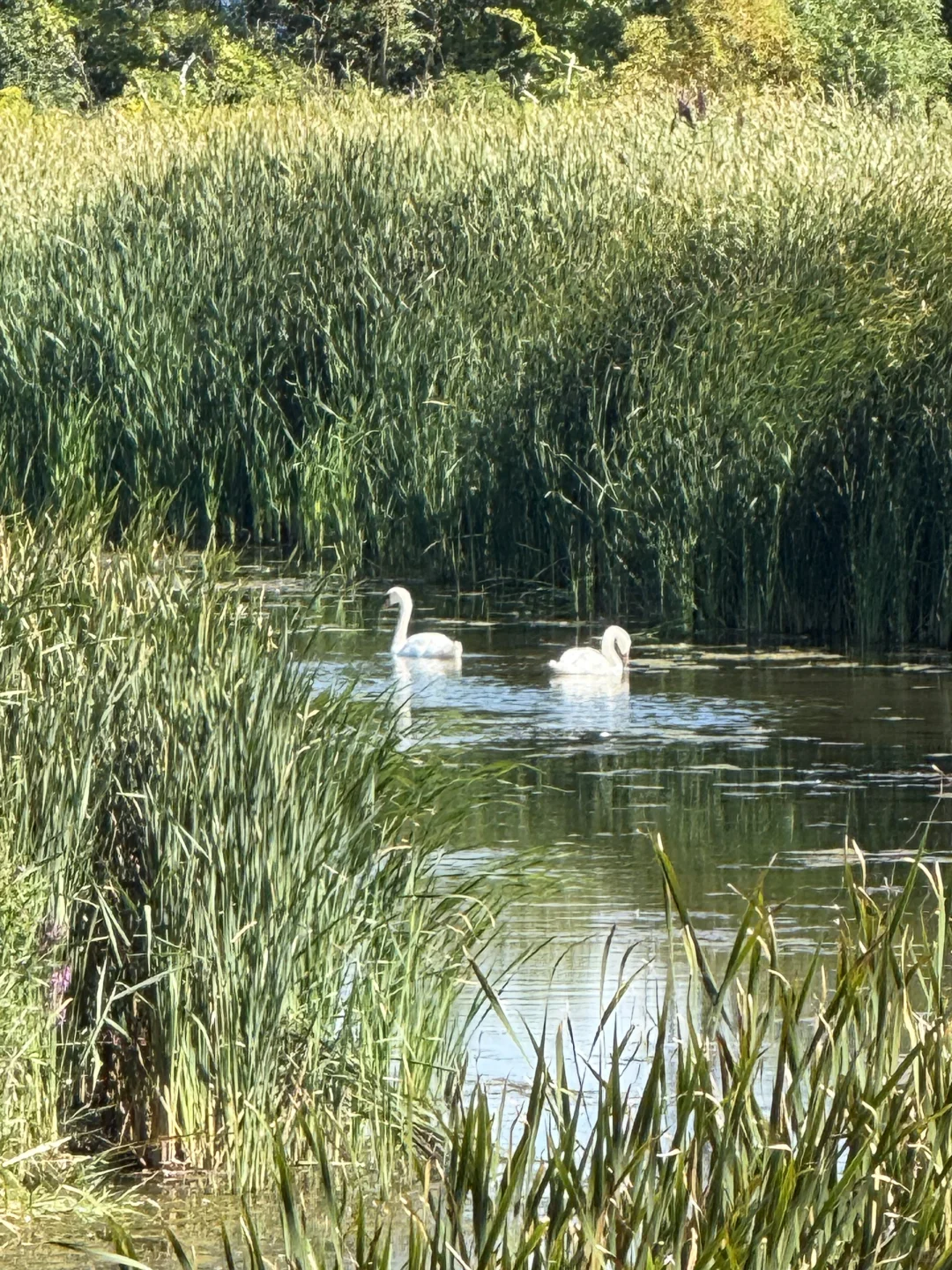 🇨🇦周末去哪儿⁉️ 宝藏城市trail‼️