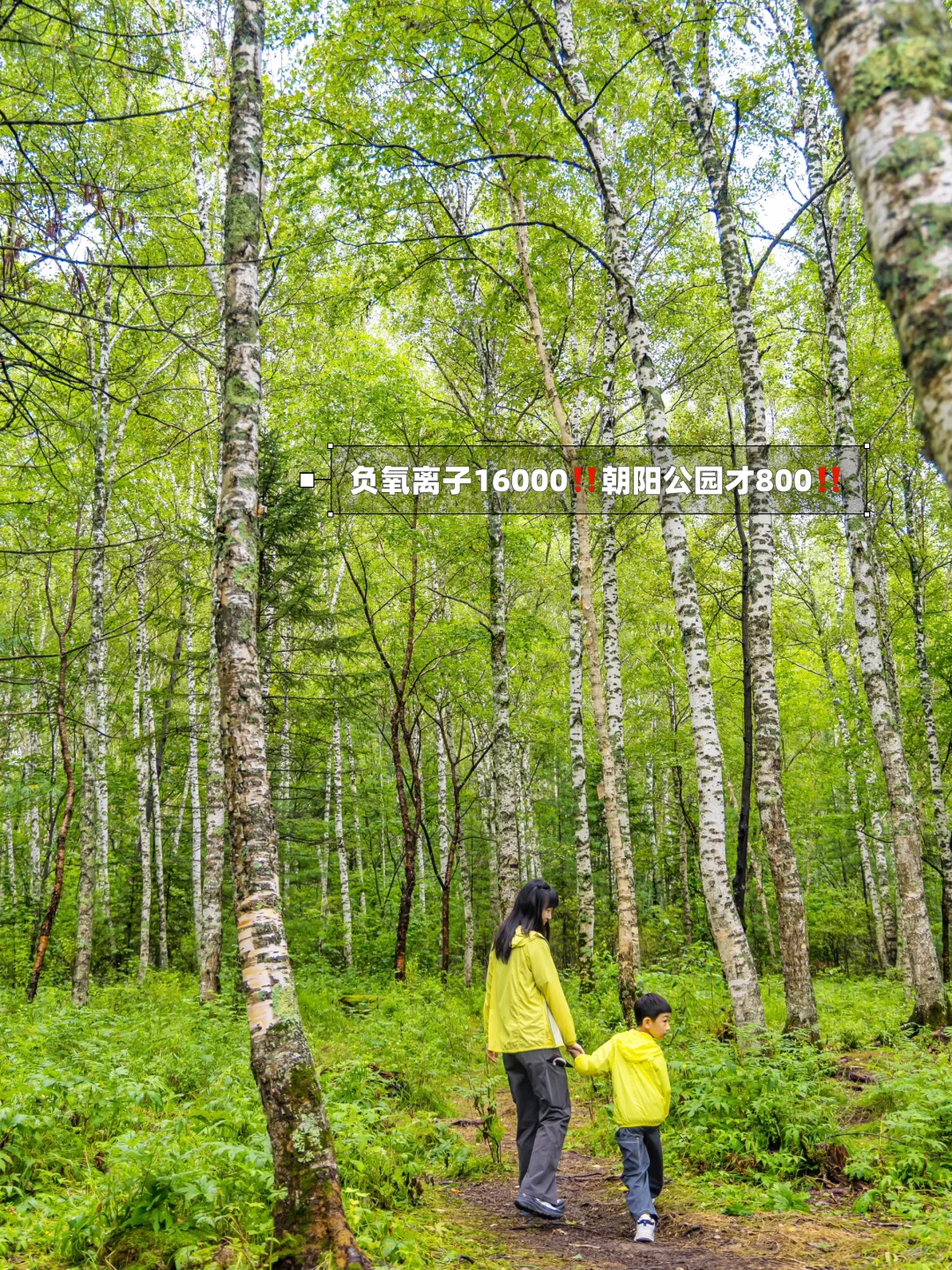 含鼠量极高‼️汤旺河景区3️⃣条路线全解‼️