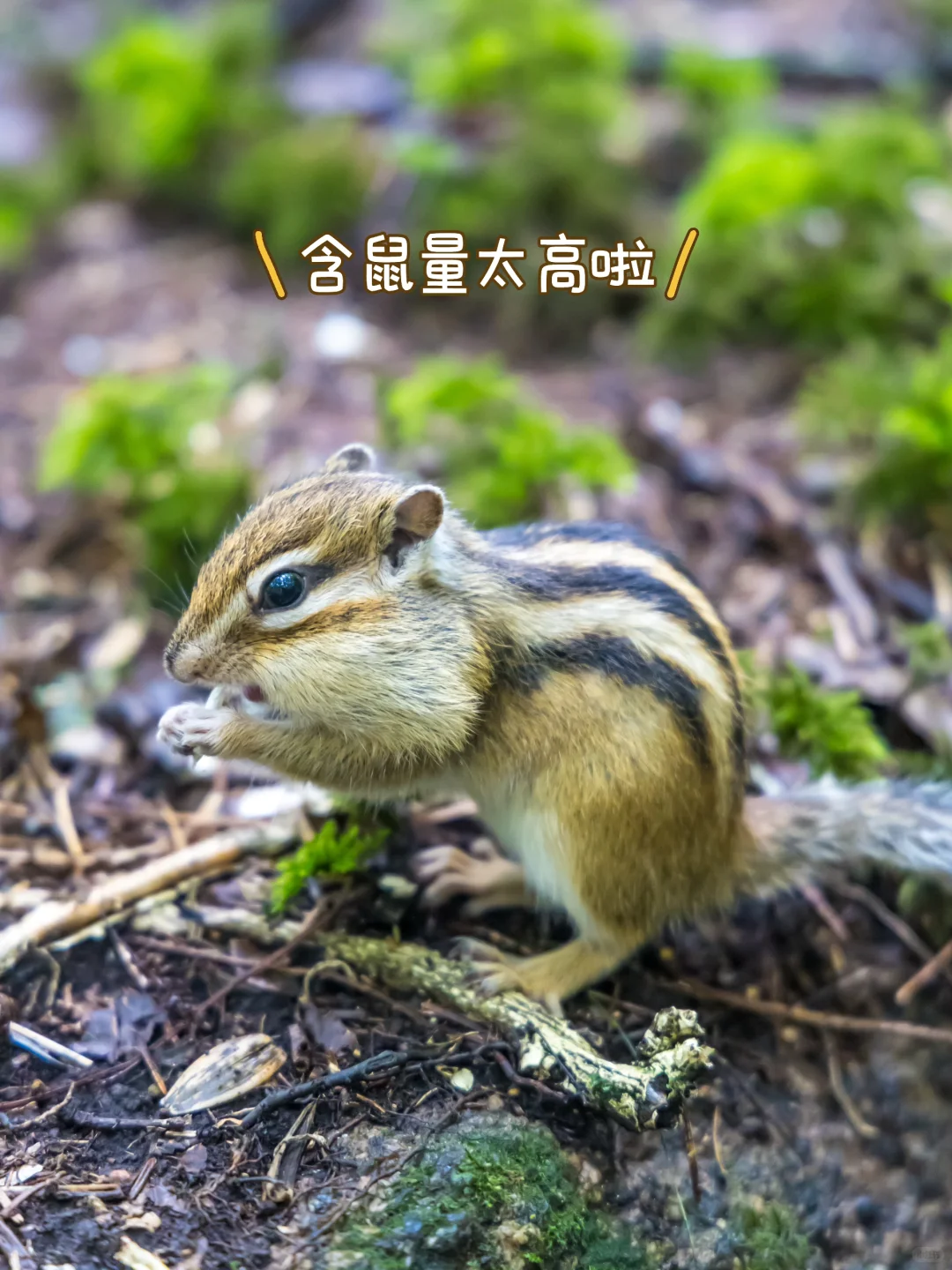 含鼠量极高‼️汤旺河景区3️⃣条路线全解‼️