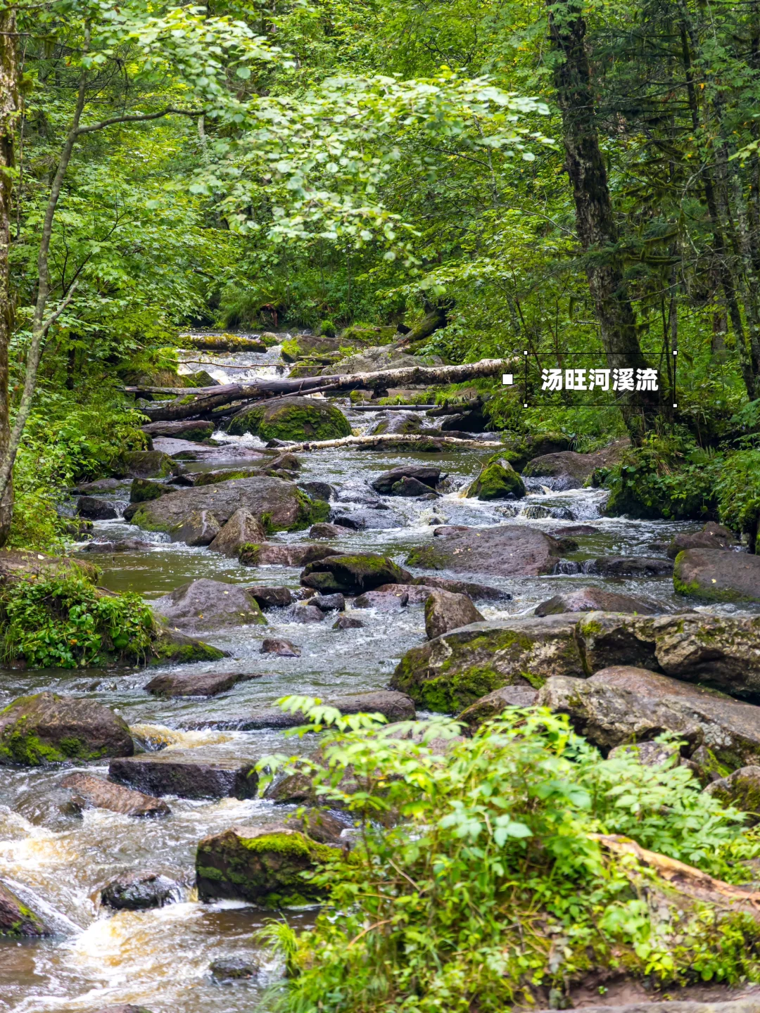 含鼠量极高‼️汤旺河景区3️⃣条路线全解‼️