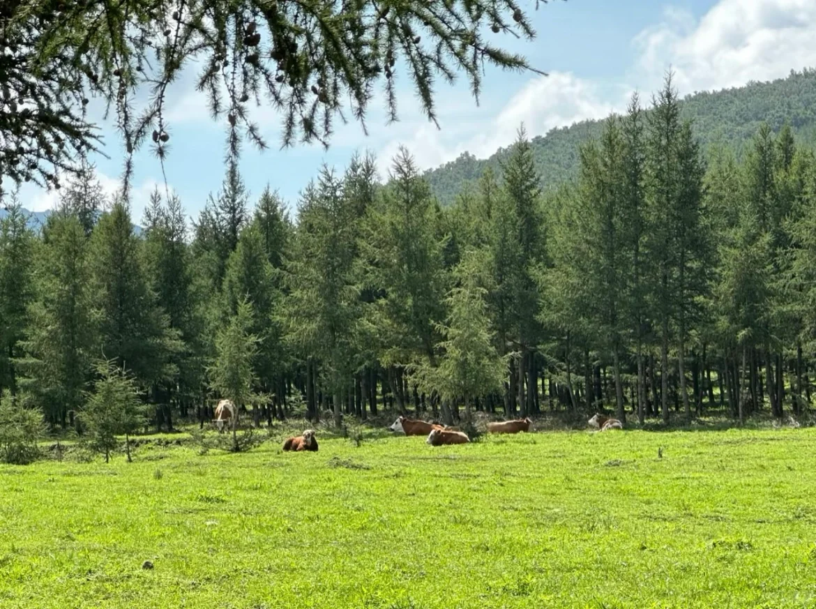 坝上草原｜不花一分冤枉钱玩转坝上草原