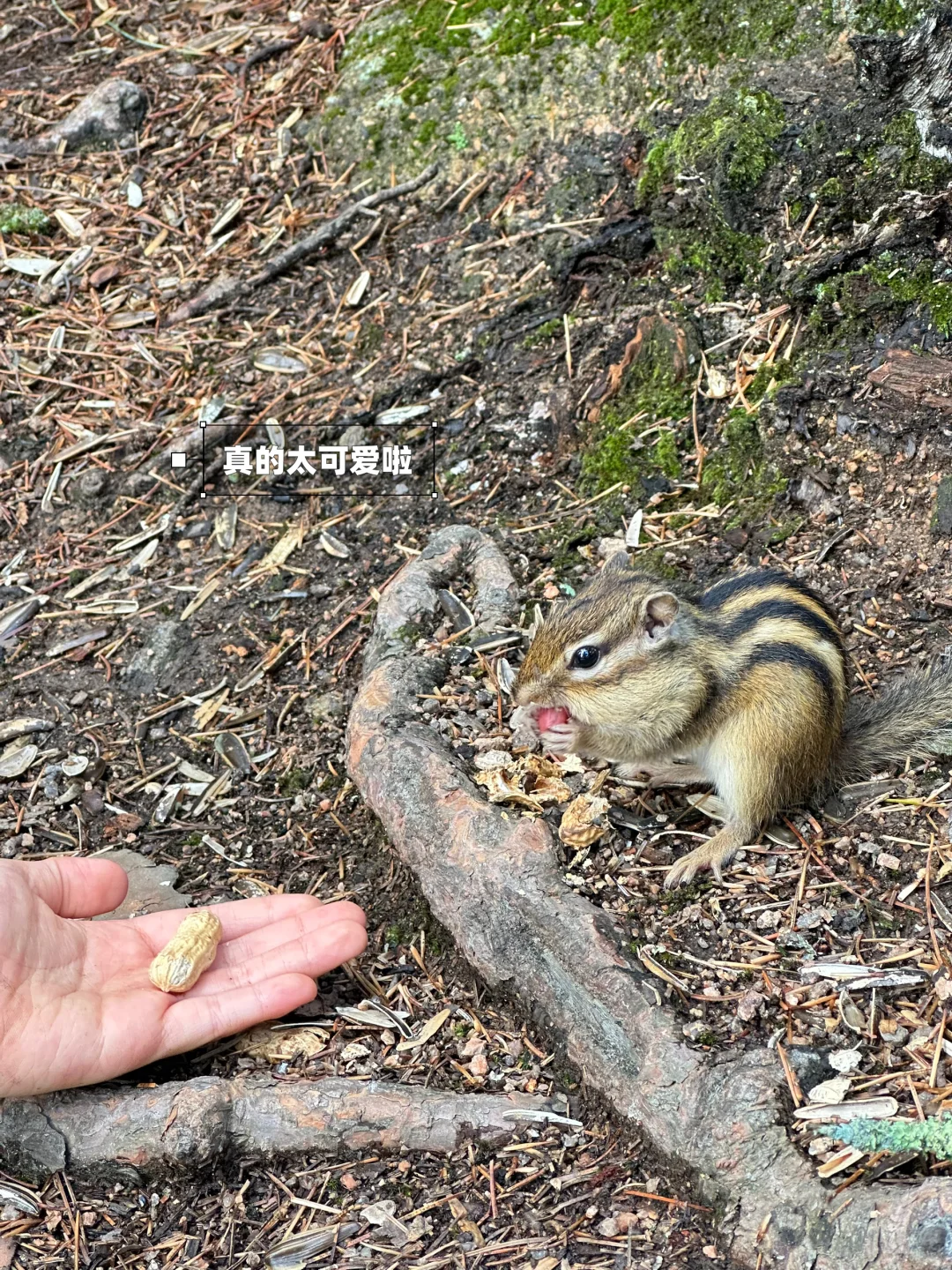 含鼠量极高‼️汤旺河景区3️⃣条路线全解‼️
