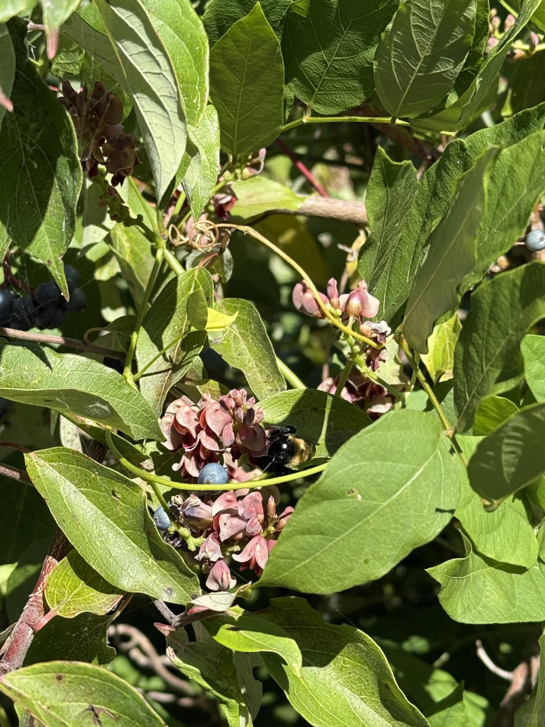🇨🇦周末去哪儿⁉️ 宝藏城市trail‼️