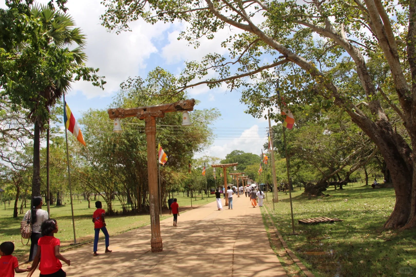 斯里兰👣阿努拉德普勒，最古老的菩提树