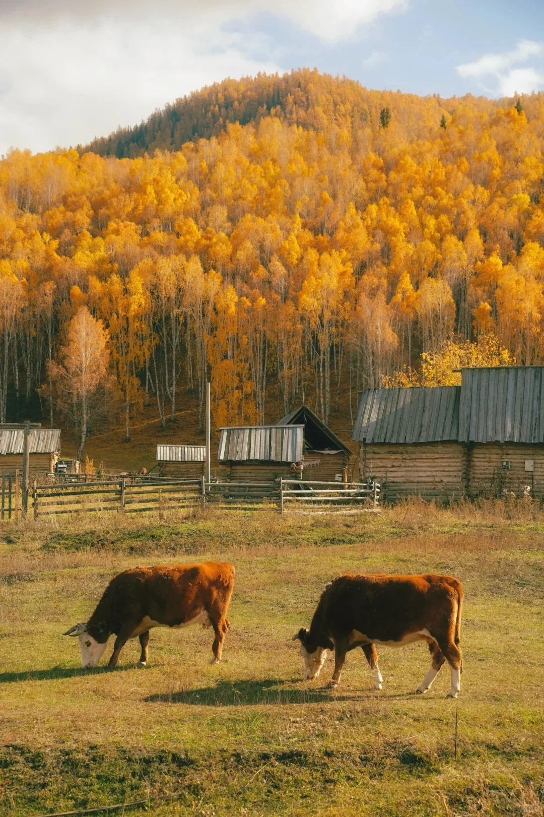 趁爸妈年轻，来北疆阿勒泰赏秋，慢节奏❗️