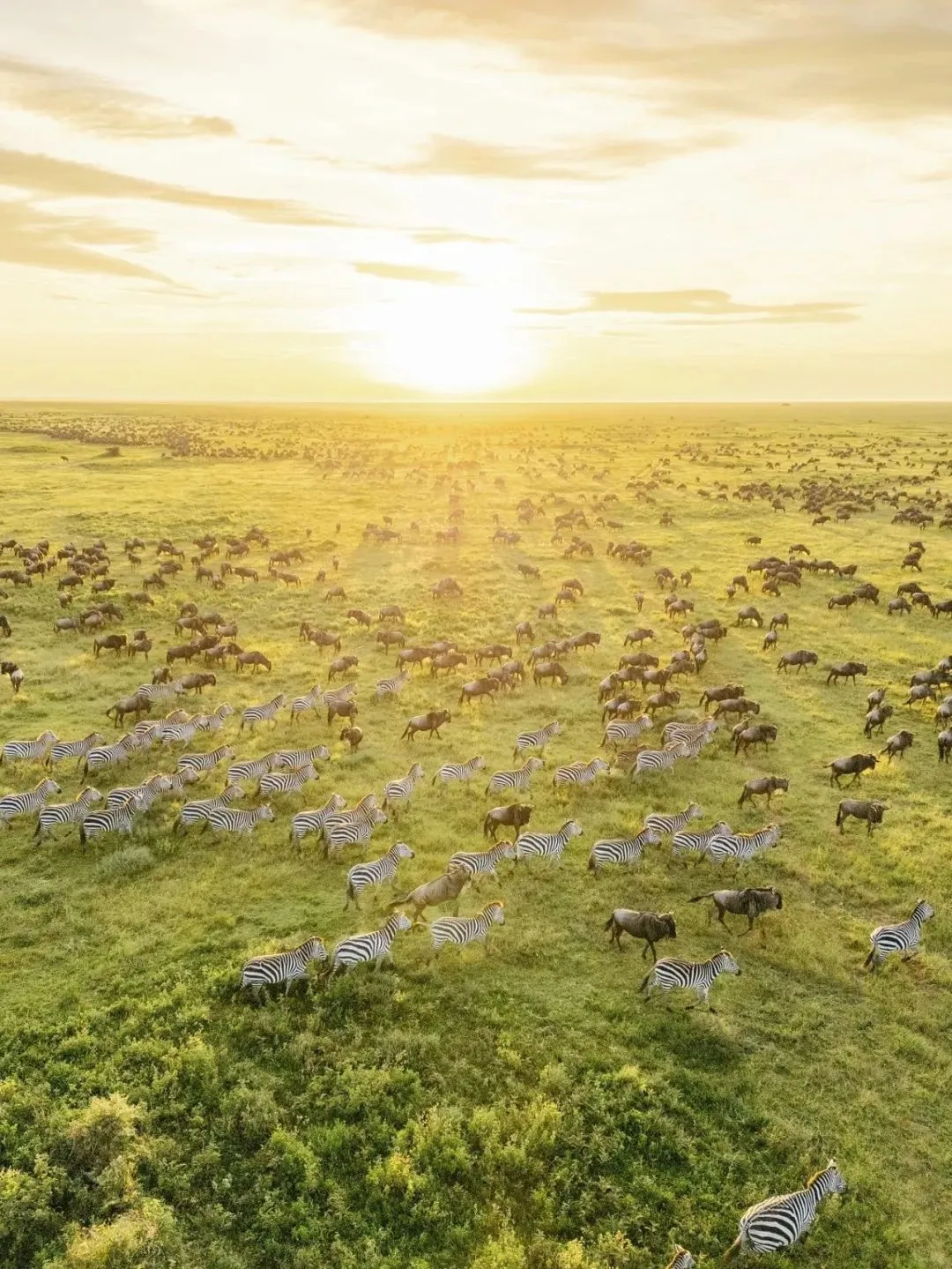 去坦桑尼亚旅行，花十几万去看动物⁉️