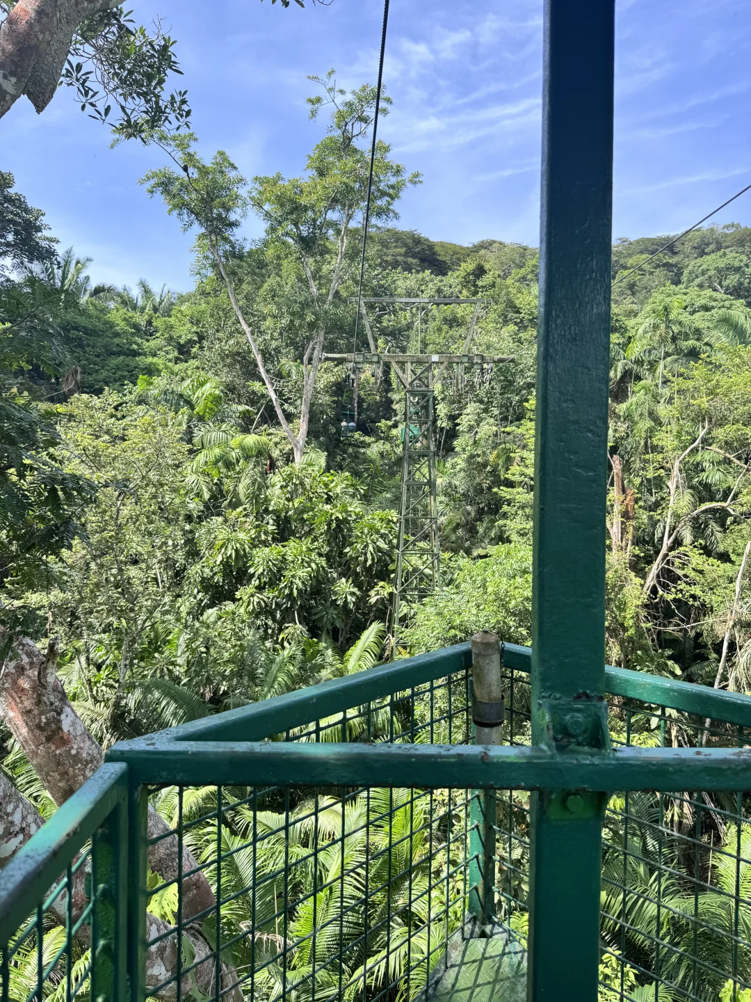 🌿 **巴拿马雨林奇遇记