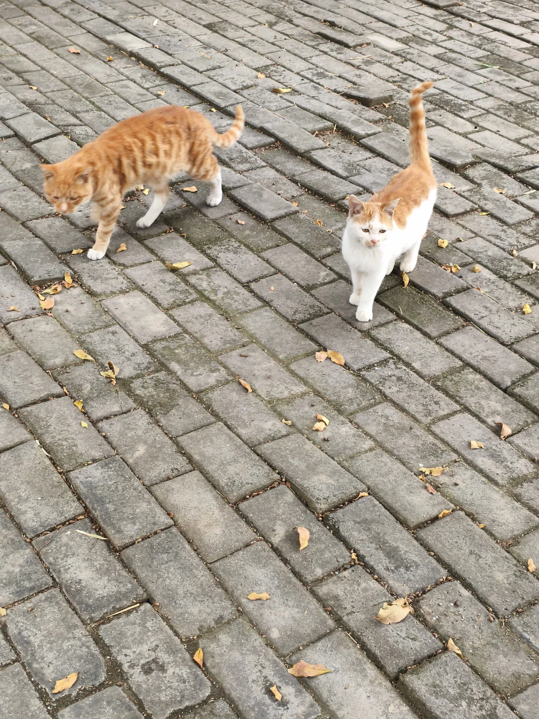 🐱元宝山奇遇 | 可爱咪咪大赏😻