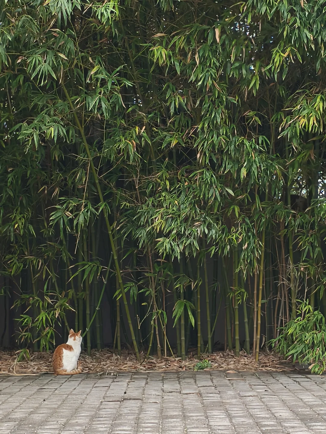 🐱元宝山奇遇 | 可爱咪咪大赏😻