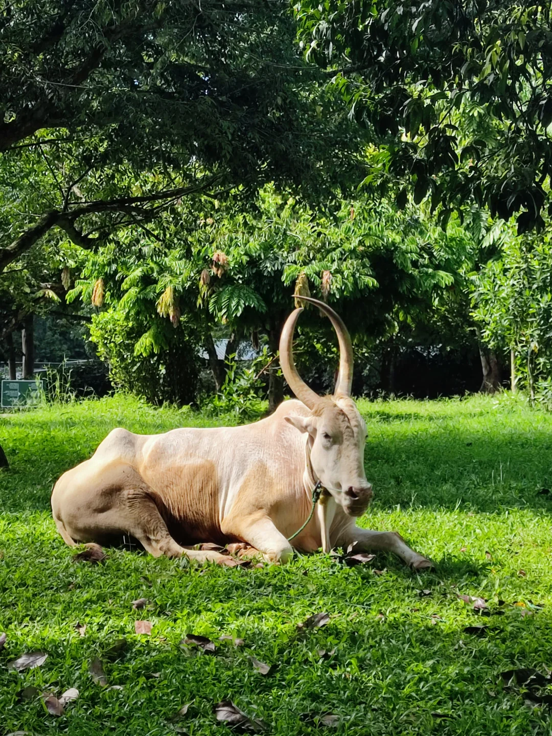 斯里兰卡❗小众宝藏旅行地❗每天100R不到