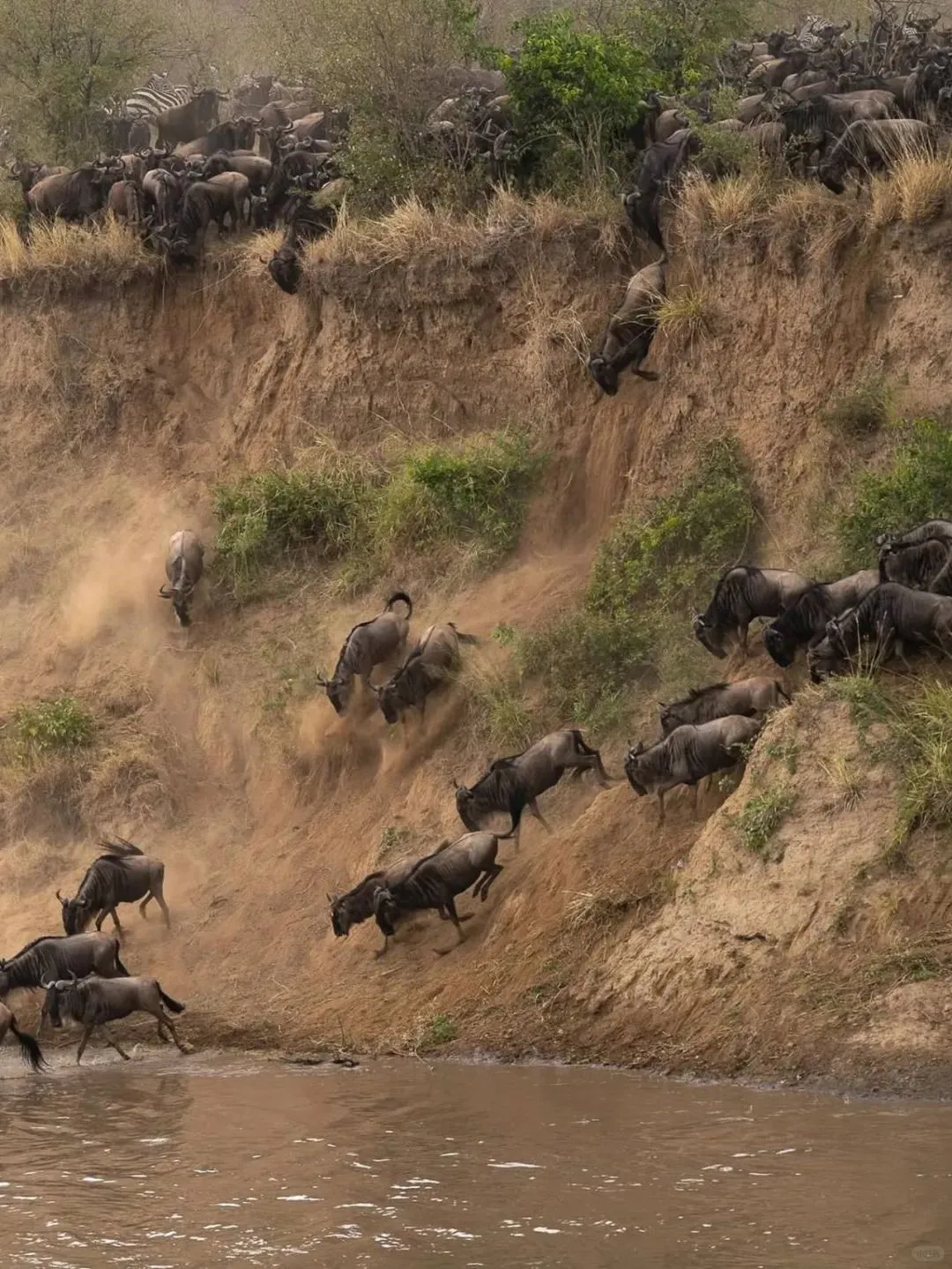 去坦桑尼亚旅行，花十几万去看动物⁉️