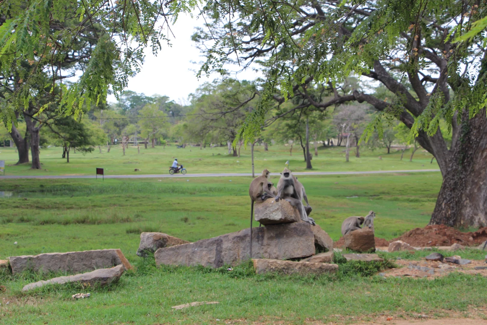 斯里兰👣阿努拉德普勒，最古老的菩提树