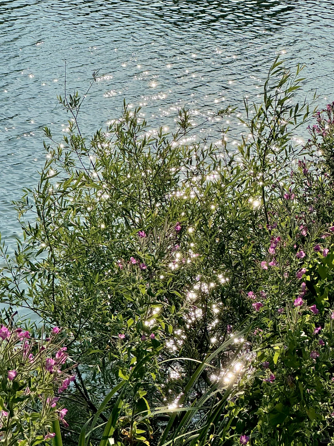 北欧的夏天太美好!Live图|旅行碎片🧩记录者