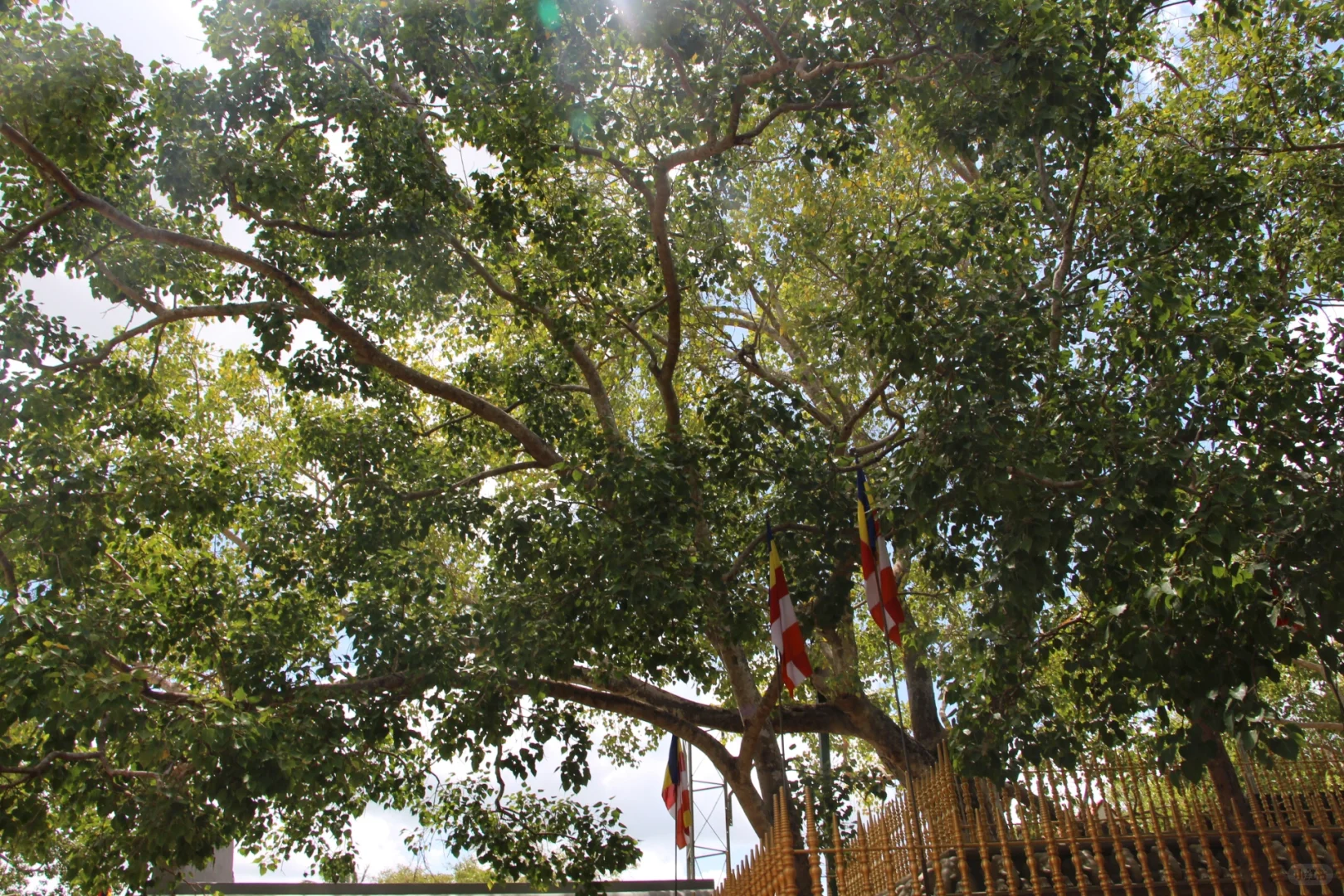 斯里兰👣阿努拉德普勒，最古老的菩提树