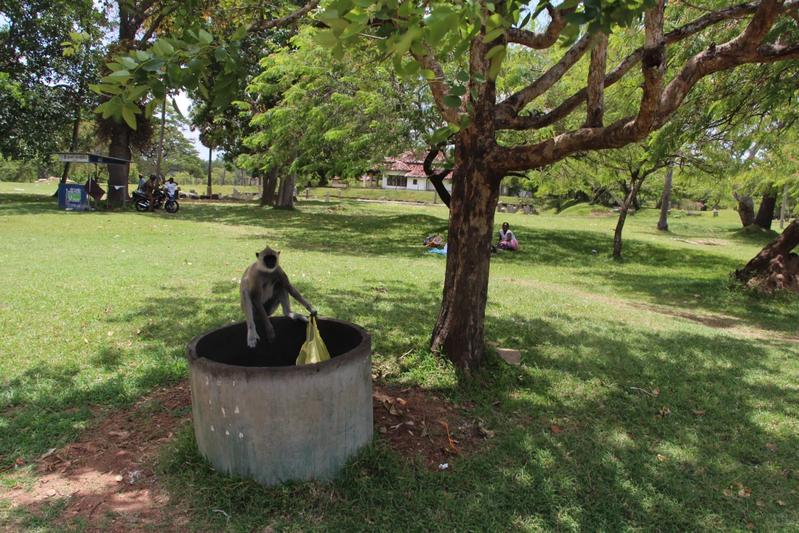 斯里兰👣阿努拉德普勒，最古老的菩提树