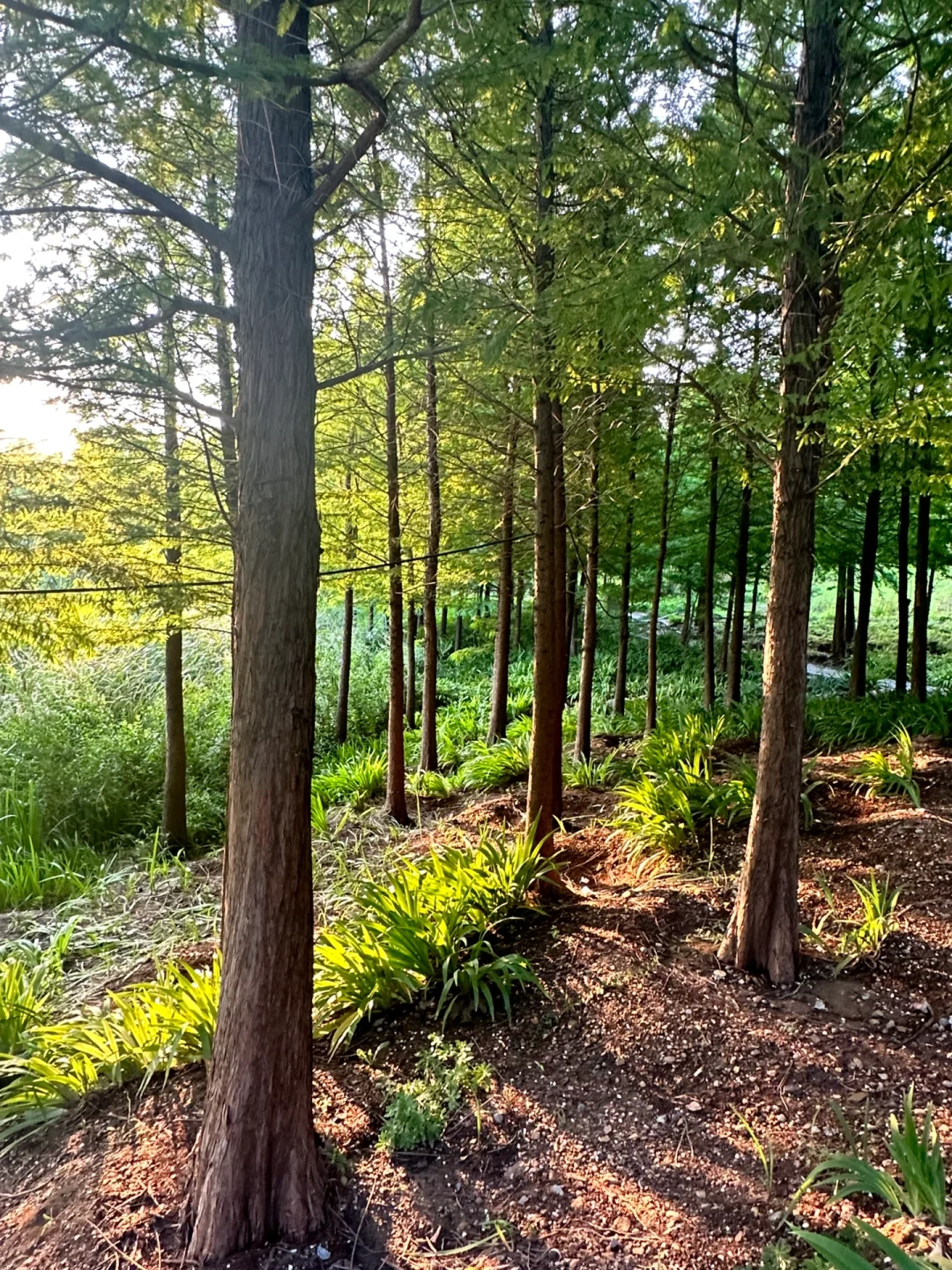 邯郸周边游｜紫山 超梦幻！巨出片