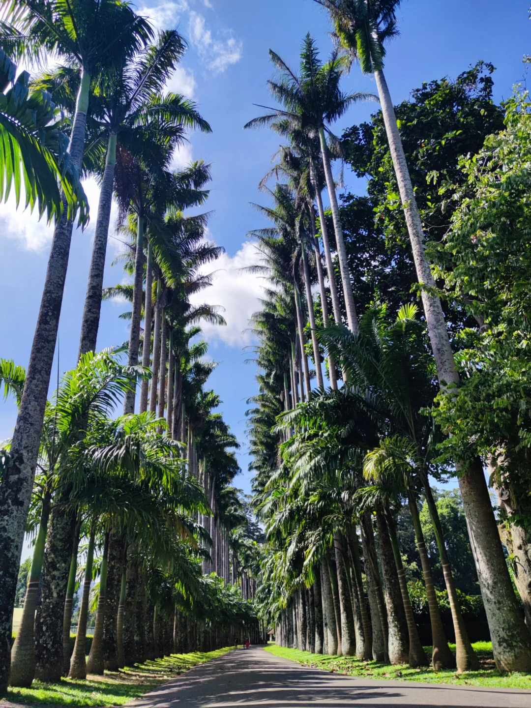斯里兰卡❗小众宝藏旅行地❗每天100R不到