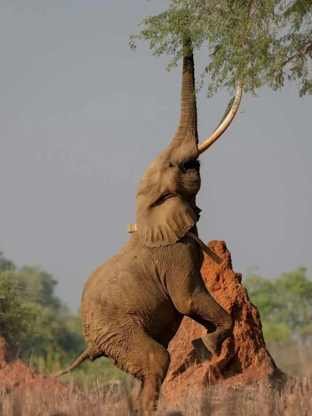 去坦桑尼亚旅行，花十几万去看动物⁉️