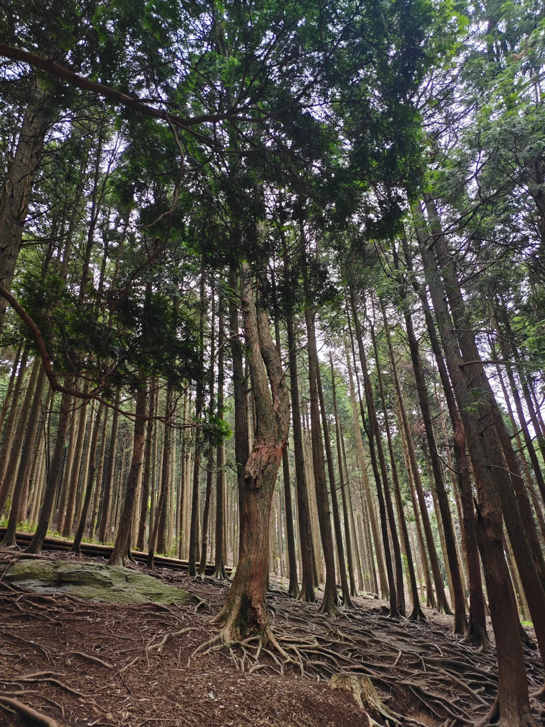 避雷！庐山，怎么花最少时间玩庐山