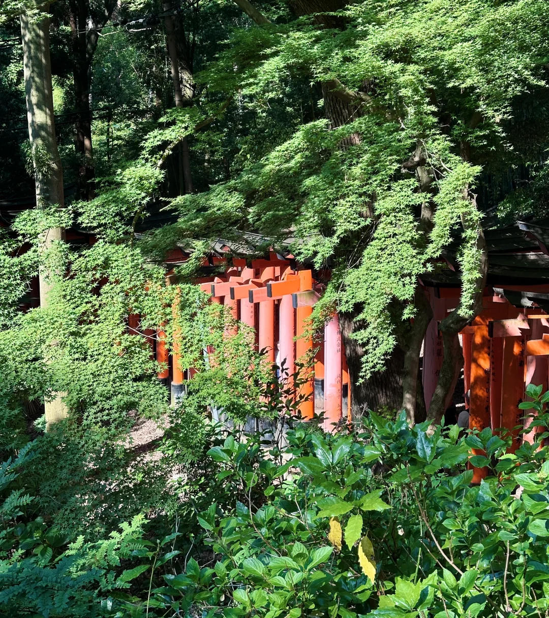 无障碍出国！关西旅游超全攻略！