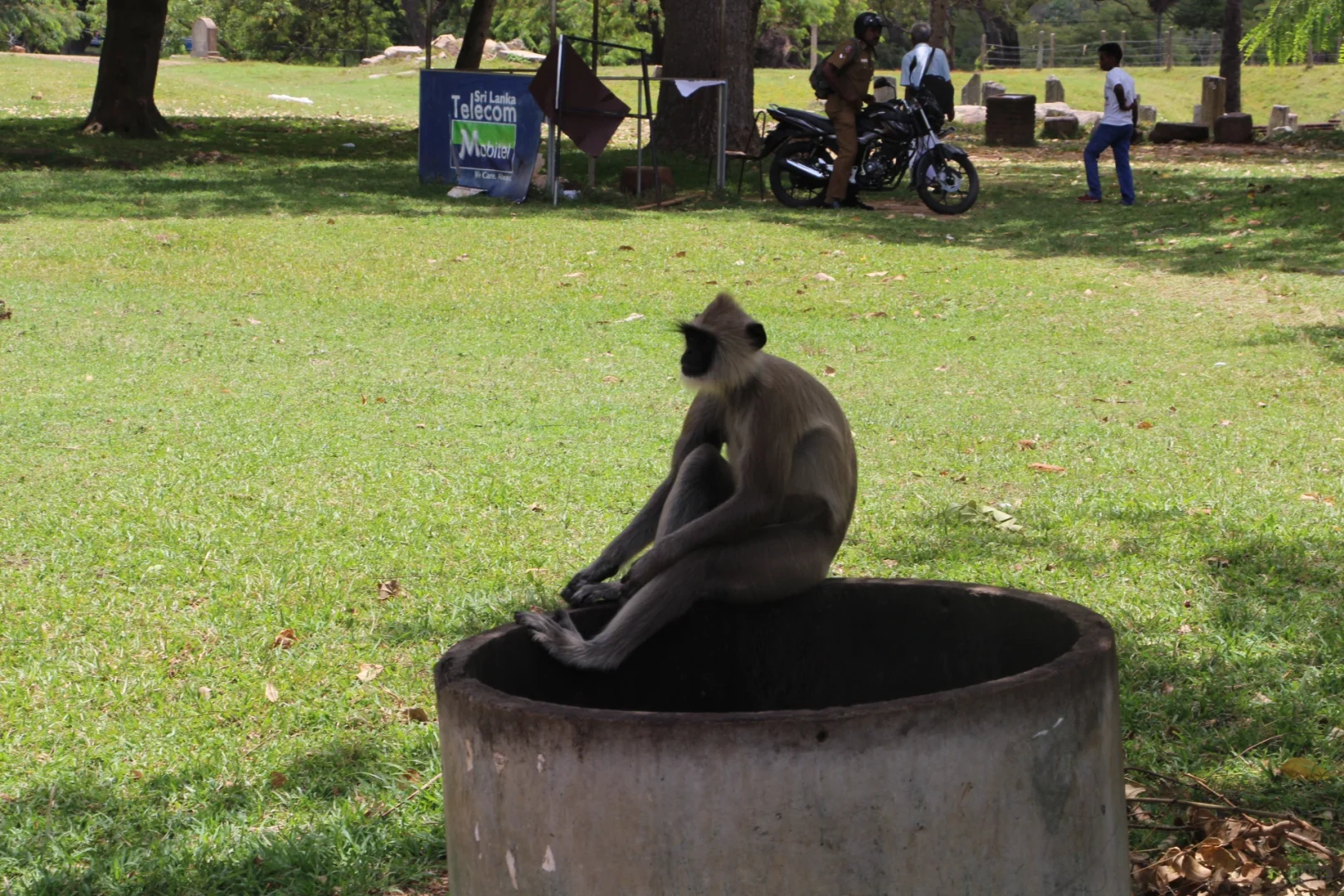 斯里兰👣阿努拉德普勒，最古老的菩提树