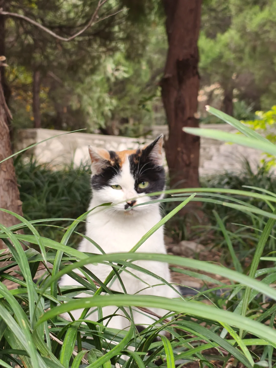 🐱元宝山奇遇 | 可爱咪咪大赏😻