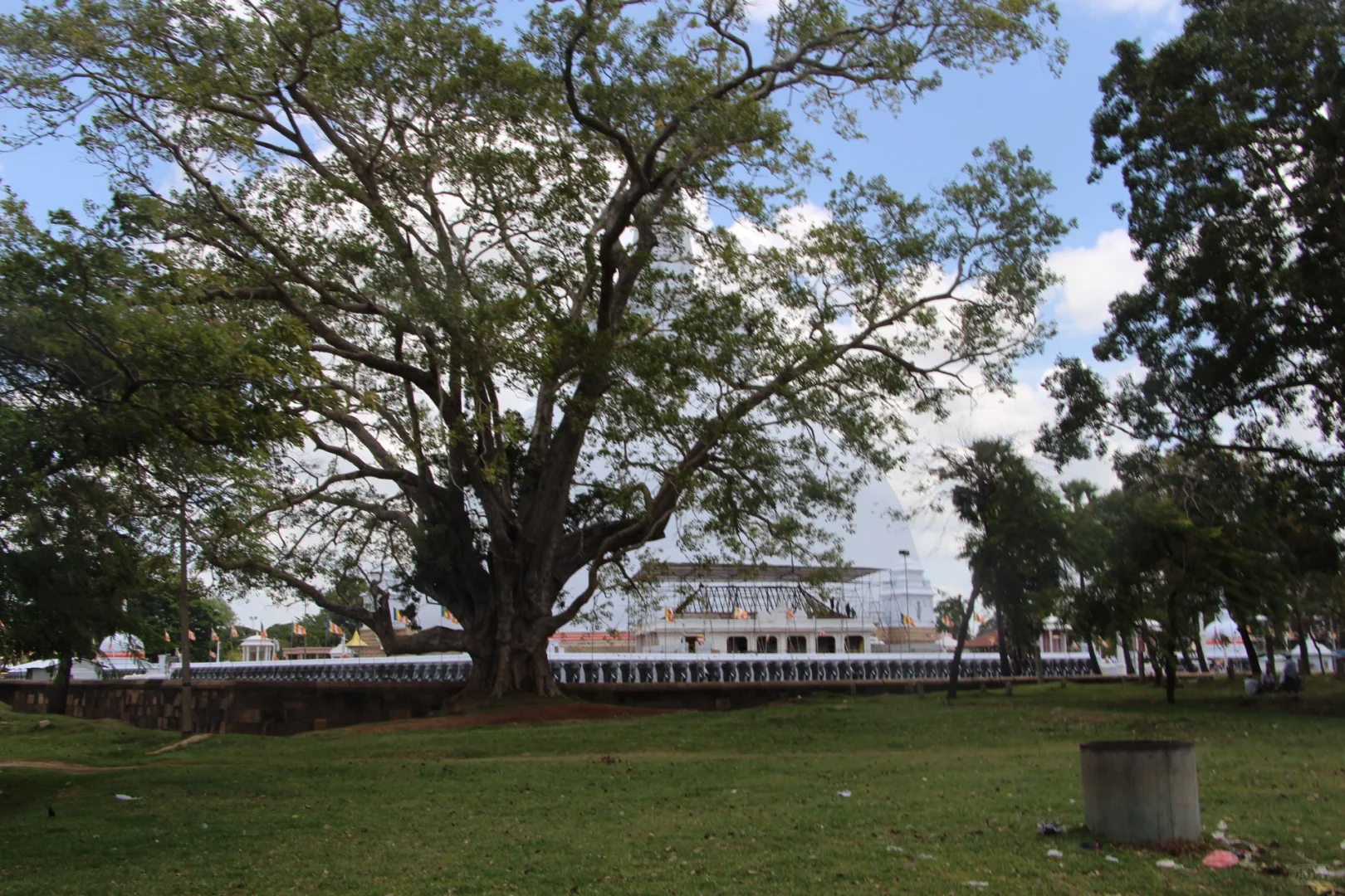 斯里兰👣阿努拉德普勒，最古老的菩提树