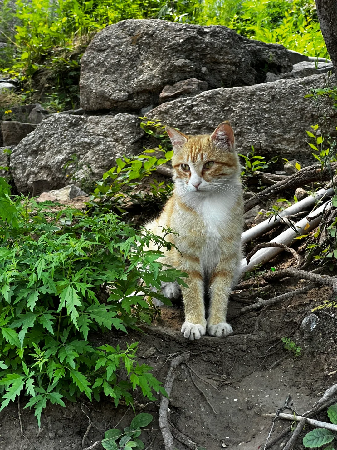 🏞️长城最高点的风景真的很好