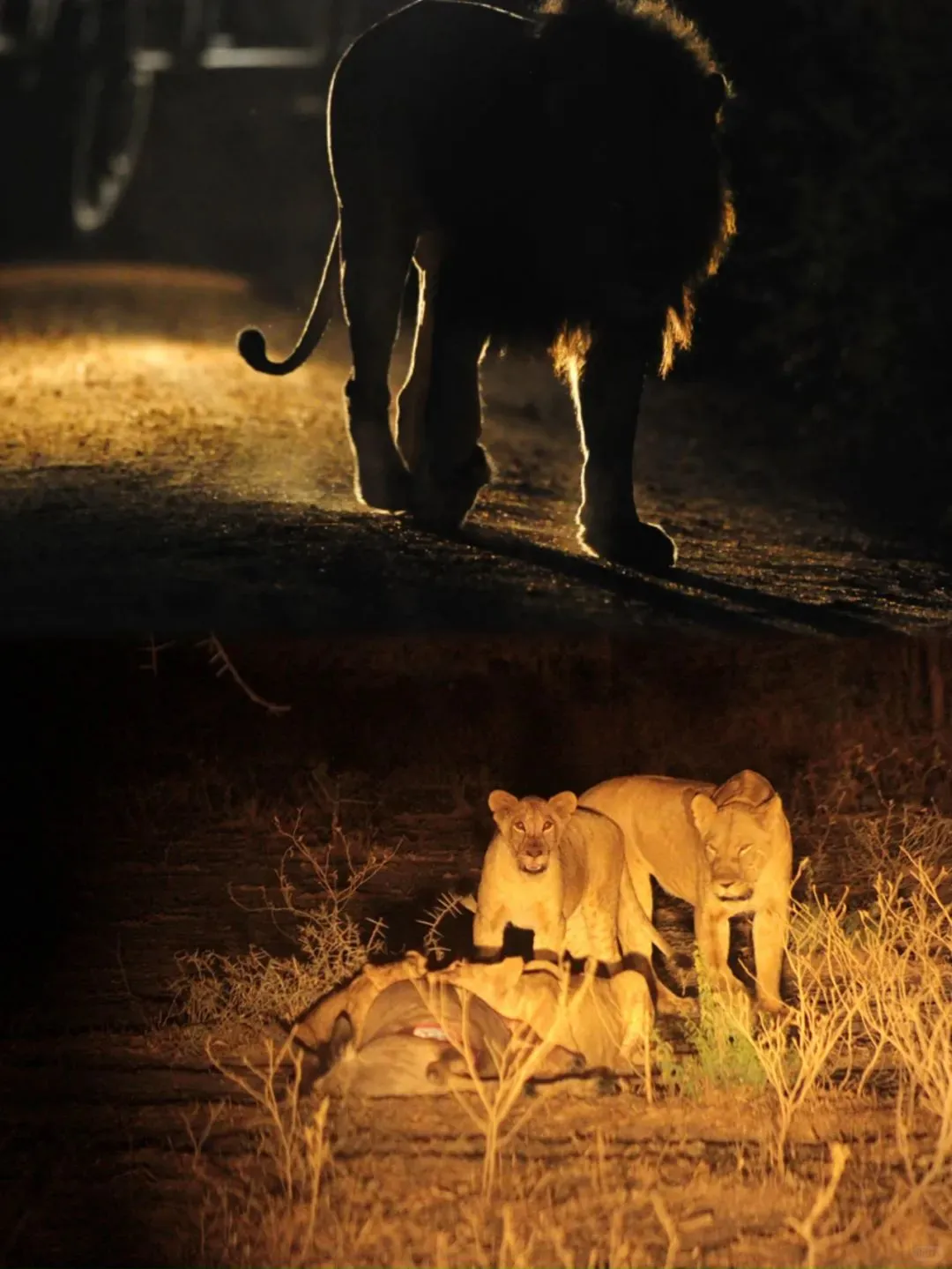去坦桑尼亚旅行，花十几万去看动物⁉️
