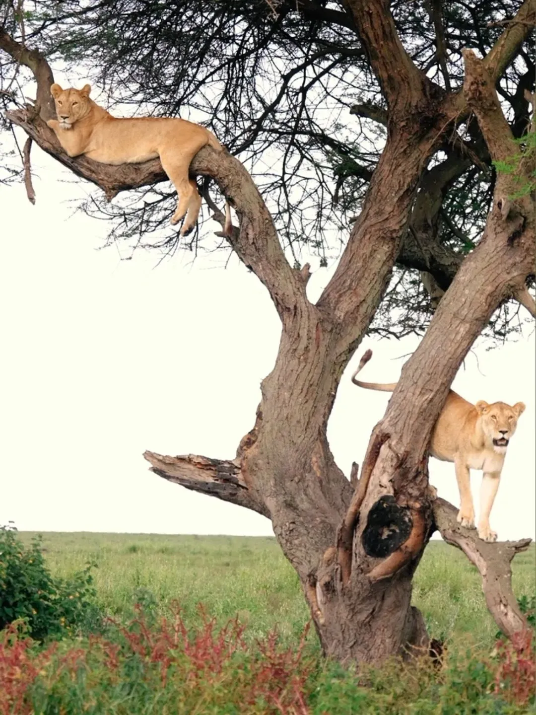 去坦桑尼亚旅行，花十几万去看动物⁉️