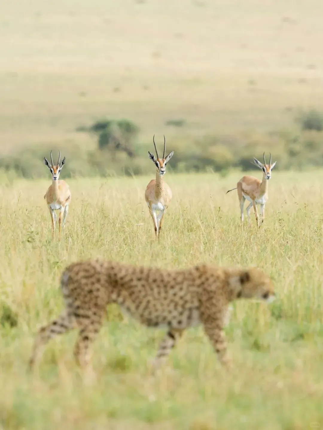 去坦桑尼亚旅行，花十几万去看动物⁉️