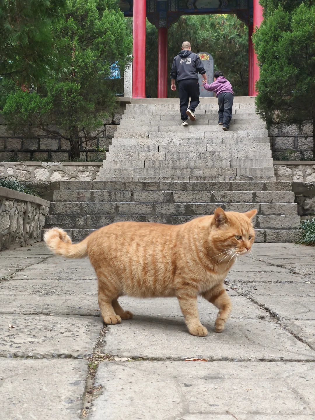 🐱元宝山奇遇 | 可爱咪咪大赏😻