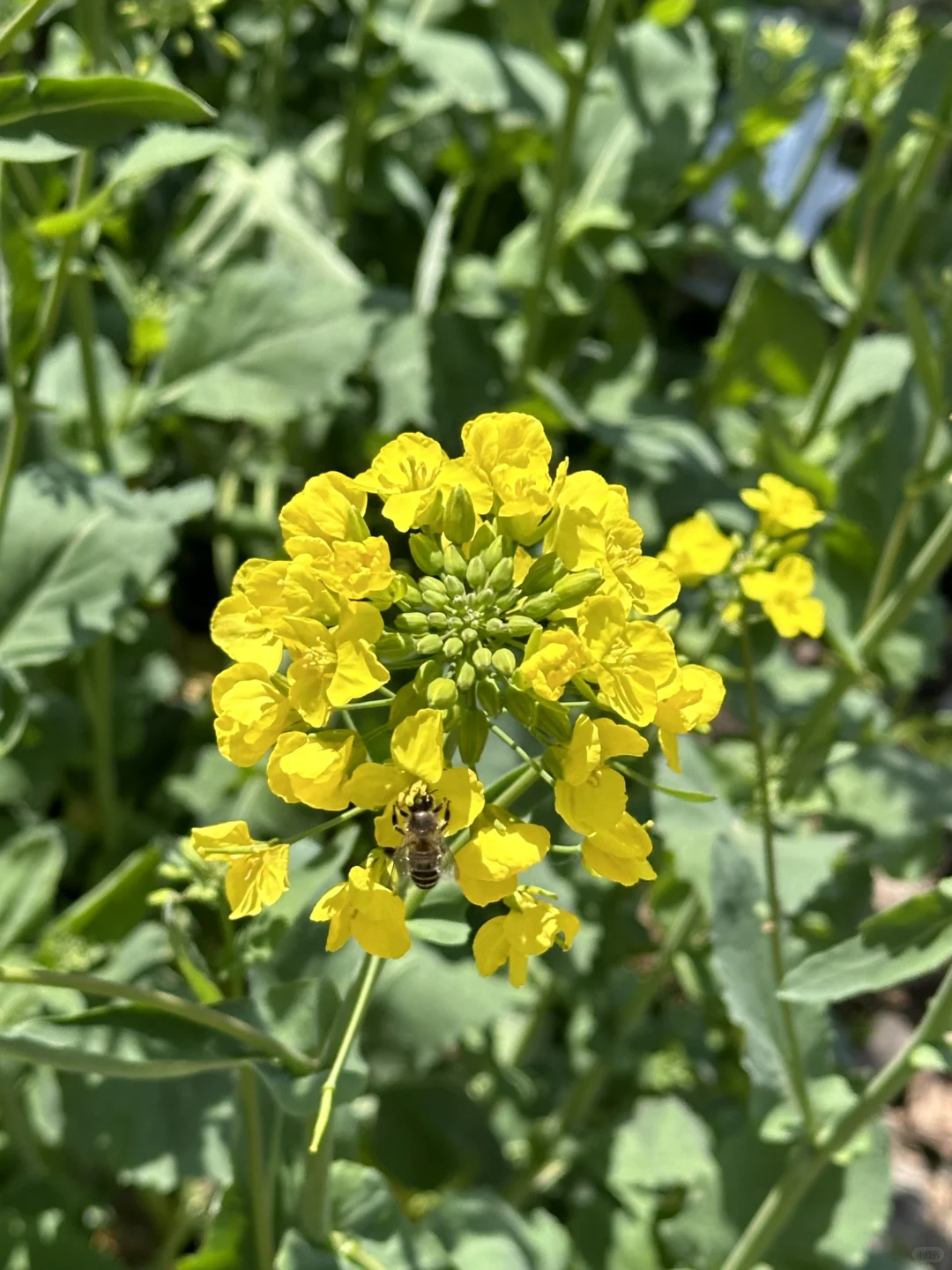 🚩江西南昌-景德镇-婺源 出行记录来了哦