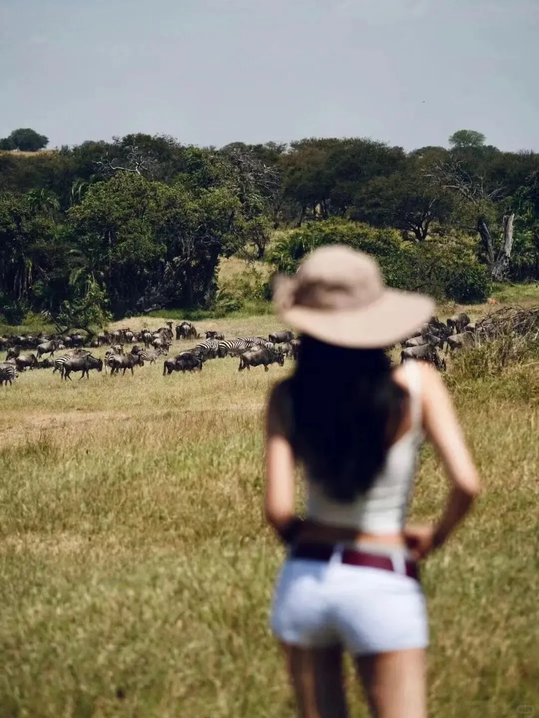 去坦桑尼亚旅行，花十几万去看动物⁉️
