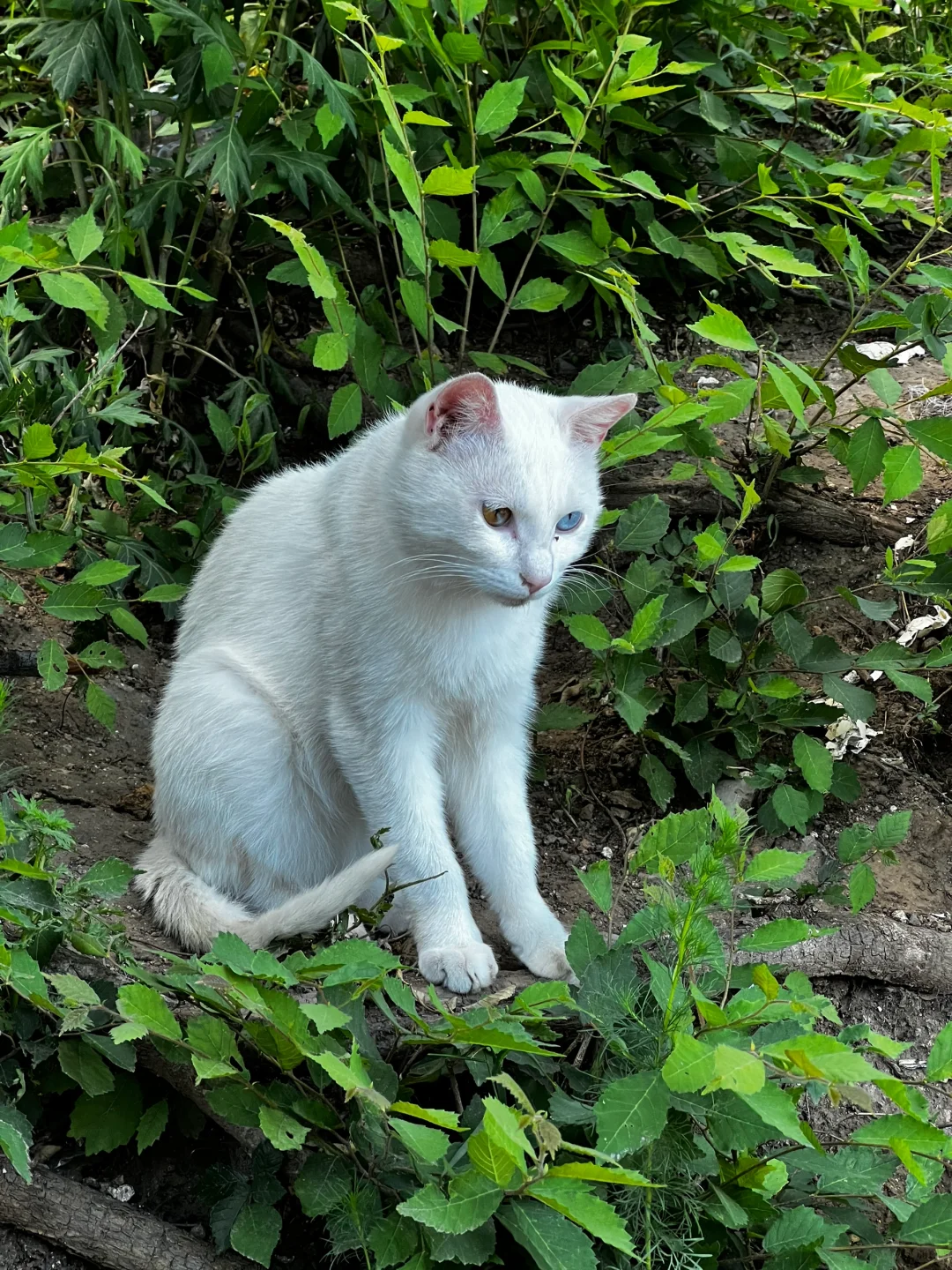 🏞️长城最高点的风景真的很好