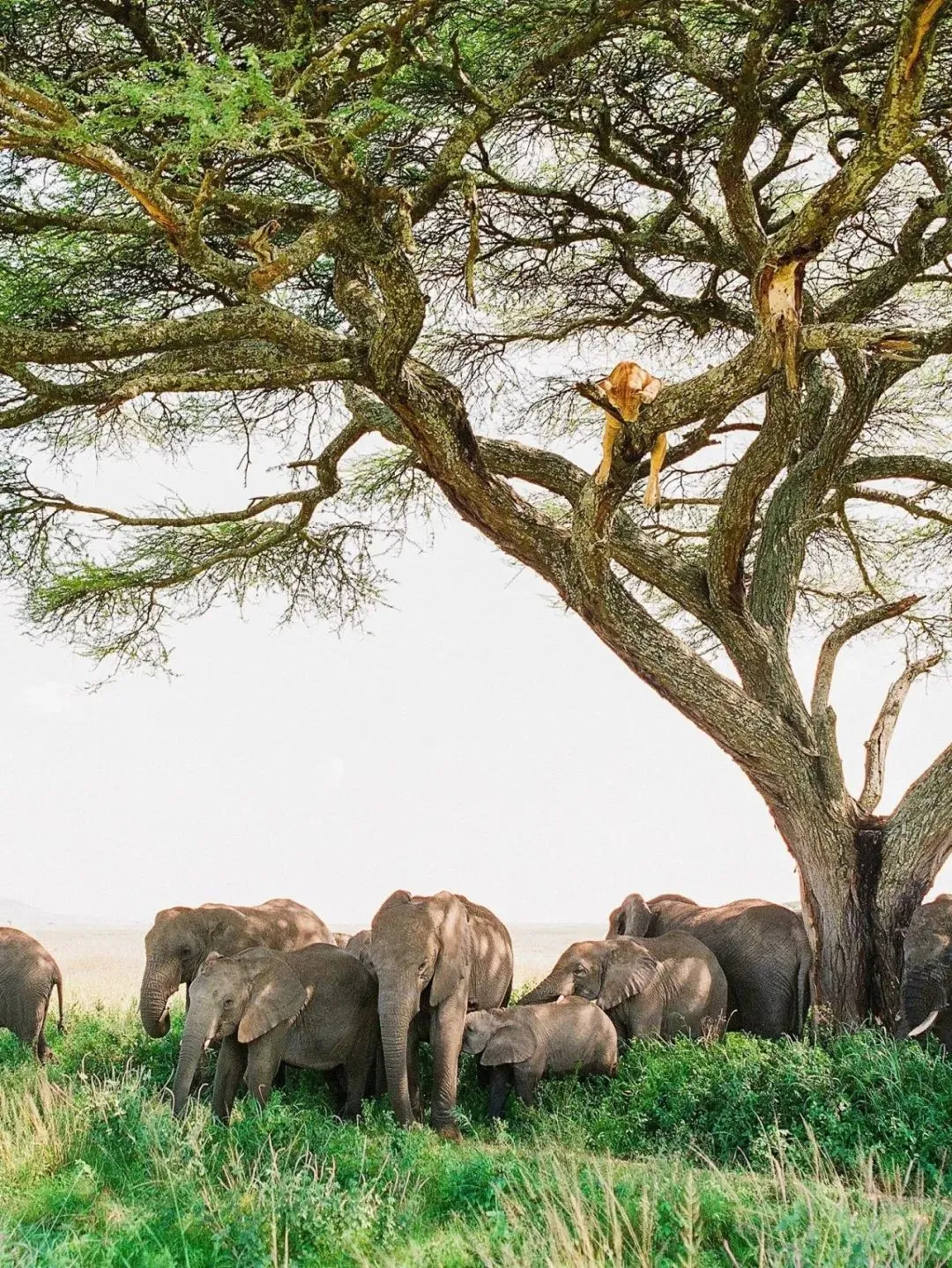 去坦桑尼亚旅行，花十几万去看动物⁉️